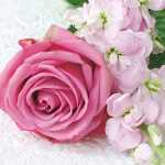 Serviette 25x25cm FSC-Mix 20 St., Vanessa pink