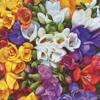 Servietten 33x33cm 20 St. Variety of Freesias