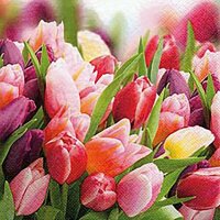 Servietten 33x33cm 20 St. Pink & Violet Tulips