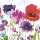 Motivserviette 25x25cm Mohn HOME F. 112026