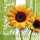 Servietten 24x24cm 20 St. Tournesol Green