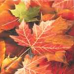 Serviette 33x33cm 20 St.Maple Leaves