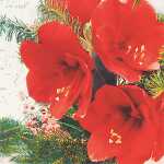 Serviette 20er FSC-Mix 33x33cm Red Amaryllis - Home Fashion