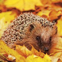 Servietten 33x33cm 20St. Hedgehog in Maple Leafs