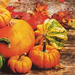 Serviette 25x25cm 20 St. Pumpkins - Home-Fashion