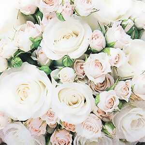 Motivserviette 25x25cm Rosen HOME F. 111811