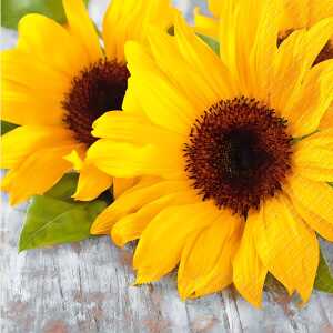 Motivserviette 33x33cm Herbst STEWO 2572 6811 10 Sonnenblumen