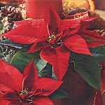 Servietten 33x33cm 20 St. Estrella de Navidad