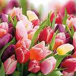 Servietten 24x24cm 20 St. Pink & Violet Tulips