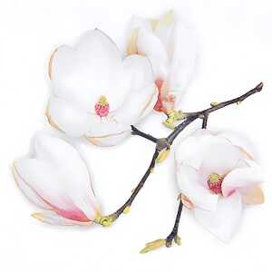Servietten 33x33cm 20St. White Magnolia white