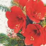 Serviette 20er FSC-Mix 25x25cm Red Amaryllis - Home Fashion