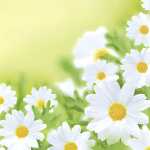Serviette 33x33cm 20 St.White Daisies