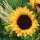 Servietten 20er 33x33cm Sunflower with Straw - ti-flair