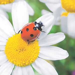 Servietten 24x24cm 20 St. Ladybug on Daisy