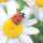 Servietten 24x24cm 20 St. Ladybug on Daisy