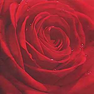 Servietten 24x24cm 20 St. Belle Rose du Matin red