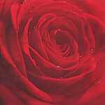 Servietten 24x24cm 20 St. Belle Rose du Matin red
