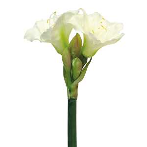 Amaryllis Regent creme 2 Blüten 2 Knospen 56cm
