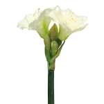 Amaryllis Regent creme 2 Blüten 2 Knospen 56cm
