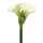 Amaryllis Regent creme 2 Blüten 2 Knospen 56cm