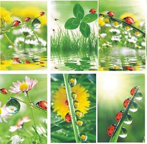 Glückwunschkarten 100er Blumen blanko 6fach - sortiert 4033683400078