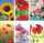 Glückwunschkarten 100er Blumen blanko 6fach - sortiert 4033683454040