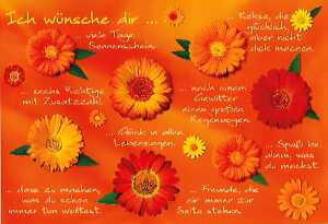 Cartolini Klappkarte Motiv 42 4010070221348