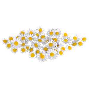 GLOREX Streumargarite 18 Stück weiss