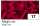 Holographische Folien Magic in rot 40cm x 1m