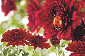 Platzdeckchen Blumen 28,3x43,5cm 4033683281622