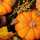 Motivserviette 33x33cm Herbst PAPER+DESIGN 193612