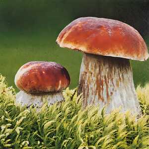 Motivserviette 33x33cm Herbst HOME F. 211941