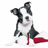 PAPER+DESIGN  Servietten 20er FSC-Mix  33x33cm Xmas Dog,...