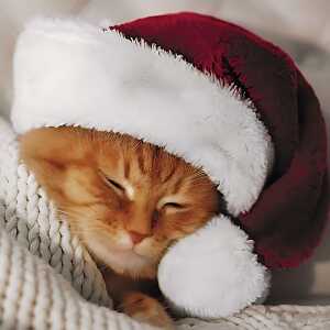 PAPER+DESIGN Servietten 20er FSC-Mix 33x33cm Cute Cat, 3-lagig