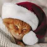 PAPER+DESIGN Servietten 20er FSC-Mix 33x33cm Cute Cat,...