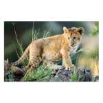 Herma Schreibunterlage Karton 55 x 35 cm Afrika Tiere