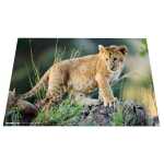 Herma Schreibunterlage Karton 55 x 35 cm Afrika Tiere