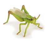 Papo SAS Papo Figur 4cm Heuschrecke, ab 3 Jahren