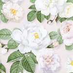 Serviette 25x25cm La Rosa rose, 3-lagig, 20 Stück,...