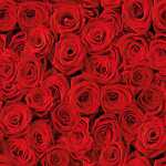 Serviette 33x33cm JET PAPIER 4103070054624