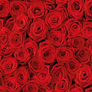 Serviette 24x24cm Beaucoup de Roses, 3-lagig, 20 Stück, ti-flair