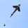Ecoline Kinderdrachen Shark Kite 5