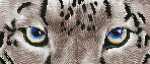 DIAMOND DOTZ 42x18cm Snow Leopard Spy, zum Kreieren von...