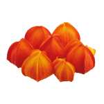 Physalis 10er Set 6 Große 4 Kleine orange, 16 x 14...