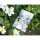 Clairefontaine Bloom Notizbuch 11x15,5 80Bl bl st