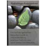 Trauerkarte Motiv 47, Aufrichtige Anteilnahme - Ein Teil...