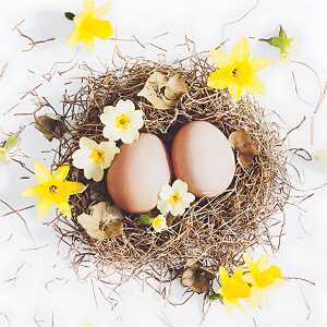 Osterserviette 33x33cm HOME F. 212118