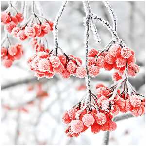 Serviette 25x25cm FSC-Mix Iced Berries, 3-lagig, 20 Stück,