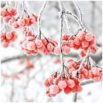 Serviette 25x25cm FSC-Mix Iced Berries, 3-lagig, 20...