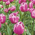 Serviette 33x33cm FSC-Mix Tulip Garden, 3-lagig, 20...